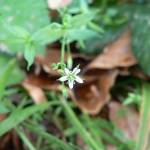 Fotografia 7 da espécie Stellaria alsine do Jardim Botânico UTAD