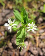 Fotografia da espécie Stellaria alsine