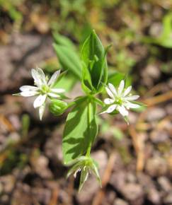 Fotografia da espécie Stellaria alsine