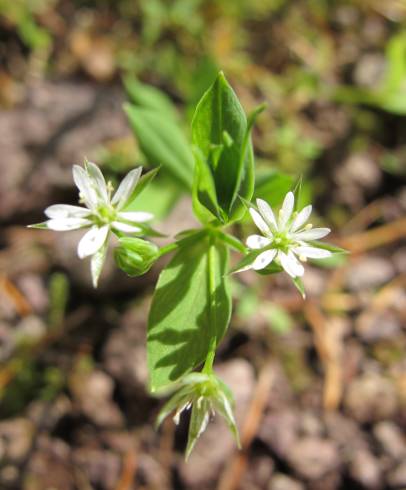 Fotografia de capa Stellaria alsine - do Jardim Botânico