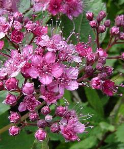 Fotografia da espécie Spiraea japonica