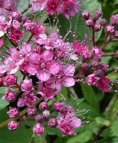 Fotografia de capa Spiraea japonica - do Jardim Botânico