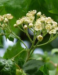 Sorbus torminalis