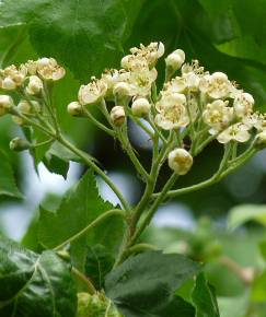 Fotografia da espécie Sorbus torminalis