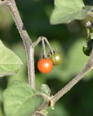 Fotografia da espécie Solanum villosum