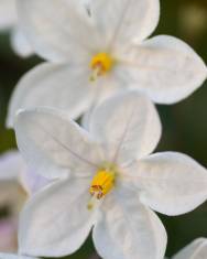 Fotografia da espécie Solanum laxum