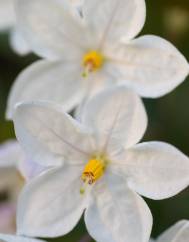 Solanum laxum