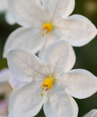 Fotografia de capa Solanum laxum - do Jardim Botânico