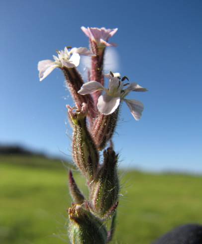 Fotografia de capa Silene gallica - do Jardim Botânico