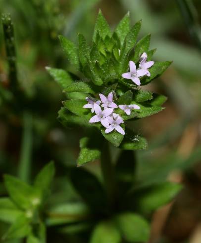 Fotografia de capa Sherardia arvensis - do Jardim Botânico