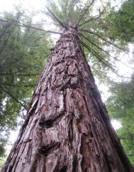 Sequoia sempervirens