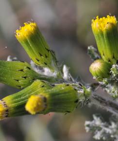 Fotografia da espécie Senecio vulgaris