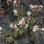 Fotografia 6 da espécie Sedum hirsutum do Jardim Botânico UTAD