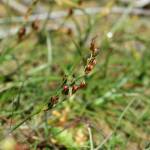 Fotografia 1 da espécie Juncus gerardi do Jardim Botânico UTAD