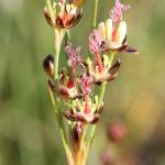 Fotografia 10 da espécie Juncus gerardi do Jardim Botânico UTAD