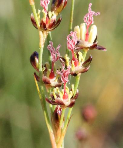 Fotografia de capa Juncus gerardi - do Jardim Botânico