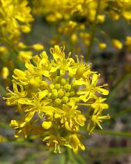 Fotografia da espécie Isatis tinctoria