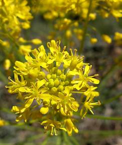 Fotografia da espécie Isatis tinctoria