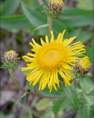 Fotografia da espécie Inula salicina