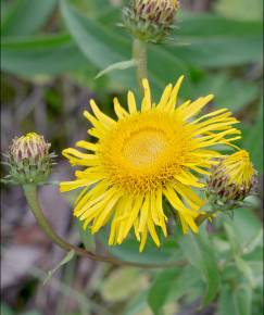 Fotografia da espécie Inula salicina