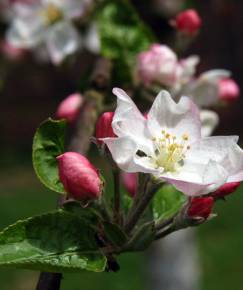 Fotografia da espécie Malus sylvestris