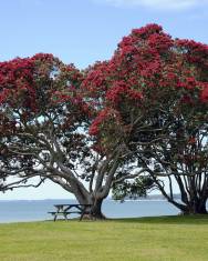 Fotografia da espécie Metrosideros excelsa