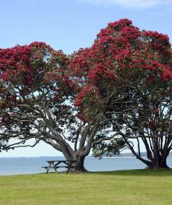 Fotografia da espécie Metrosideros excelsa