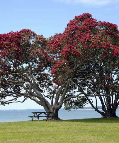 Fotografia de capa Metrosideros excelsa - do Jardim Botânico