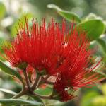 Fotografia 10 da espécie Metrosideros excelsa do Jardim Botânico UTAD