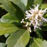 Fotografia 8 da espécie Pachysandra terminalis do Jardim Botânico UTAD