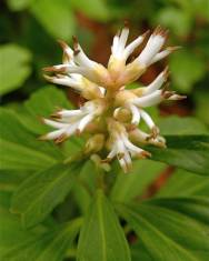 Fotografia da espécie Pachysandra terminalis