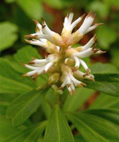 Fotografia da espécie Pachysandra terminalis