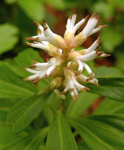 Fotografia de capa Pachysandra terminalis - do Jardim Botânico