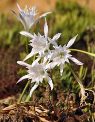 Pancratium maritimum