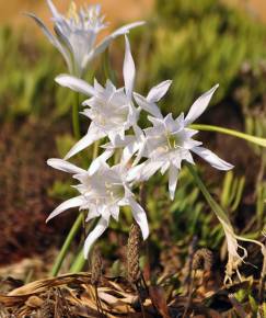 Fotografia da espécie Pancratium maritimum