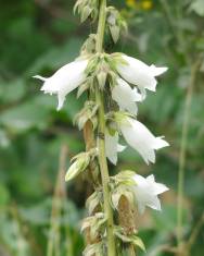 Fotografia da espécie Campanula alliariifolia