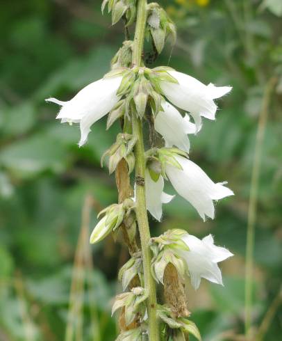 Fotografia de capa Campanula alliariifolia - do Jardim Botânico