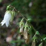 Fotografia 10 da espécie Campanula alliariifolia do Jardim Botânico UTAD