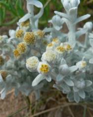 Fotografia da espécie Achillea maritima