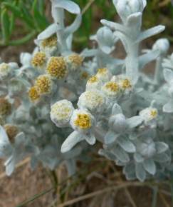 Fotografia da espécie Achillea maritima