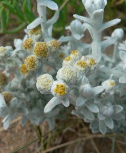 Fotografia de capa Achillea maritima - do Jardim Botânico