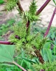 Fotografia da espécie Xanthium orientale