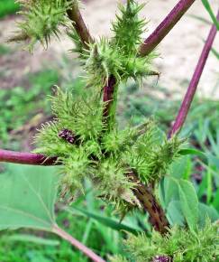 Fotografia da espécie Xanthium orientale