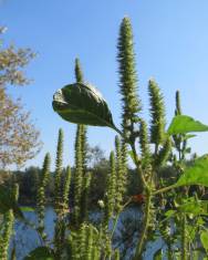 Fotografia da espécie Amaranthus powelii