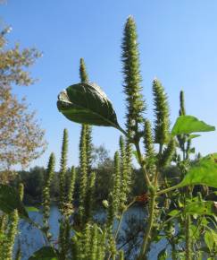 Fotografia da espécie Amaranthus powelii