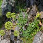 Fotografia 7 da espécie Angelica archangelica do Jardim Botânico UTAD