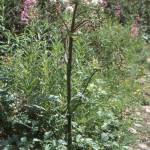 Fotografia 10 da espécie Angelica archangelica do Jardim Botânico UTAD