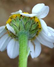 Fotografia da espécie Anthemis arvensis var. incrassata