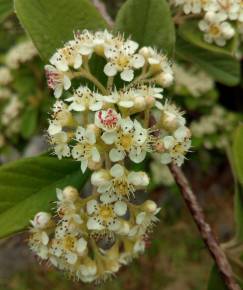 Fotografia da espécie Cotoneaster coriaceus