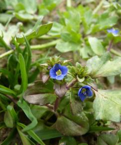 Fotografia da espécie Veronica acinifolia